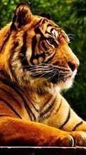Animales,Tigres para Nokia 2690