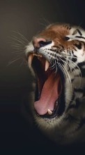Tigres,Animales para HTC Radar