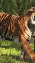 Descargar la imagen Tigres,Animales para celular gratis.