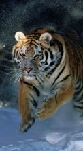 Tigres,Animales para LG L Bello