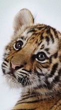 Tigres,Animales para Asus ZenPad 7.0 Z370C