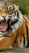 Tigres,Animales para HTC Desire V