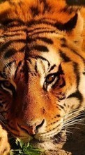 Tigres,Animales para Sony Xperia acro S
