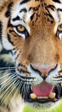 Tigres,Animales para Samsung Galaxy Y Duos S6102