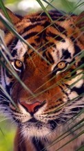 Tigres,Animales para Motorola DEVOUR