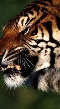 Tigres,Animales para Sony Ericsson W705