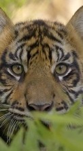 Descargar la imagen Tigres,Animales para celular gratis.