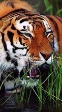 Tigres,Animales para Nokia 130