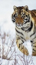 Descargar la imagen 240x320 Animales,Tigres para celular gratis.