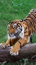 Descargar la imagen 320x240 Animales,Tigres para celular gratis.
