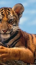 Animales,Tigres para Samsung Galaxy Ace 4