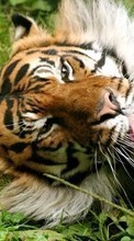 Descargar la imagen 320x480 Animales,Tigres para celular gratis.
