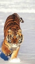 Descargar la imagen Tigres,Animales,Invierno para celular gratis.