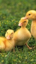 Descargar la imagen Ducks,Animales para celular gratis.