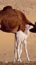 Descargar la imagen Camellos,Animales para celular gratis.