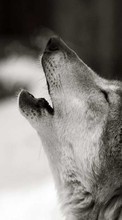 Descargar la imagen Lobos,Animales para celular gratis.
