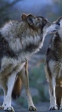 Lobos,Animales para Sony Xperia 1 II