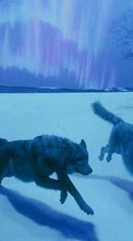 Lobos,Animales para HTC Desire V