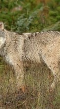 Descargar la imagen Lobos,Animales para celular gratis.
