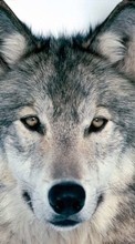 Descargar la imagen Animales,Lobos para celular gratis.