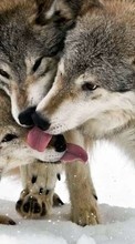 Lobos,Animales para Sony Xperia T LT30i