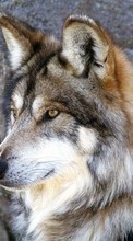 Descargar la imagen Animales,Lobos para celular gratis.
