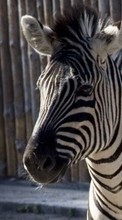 Animales,Cebra para OnePlus OnePlus X
