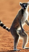 Descargar la imagen 320x480 Animales,Lemures para celular gratis.