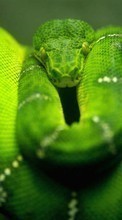 Descargar la imagen Animales,Serpientes para celular gratis.
