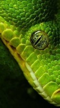 Descargar la imagen 320x240 Animales,Serpientes para celular gratis.