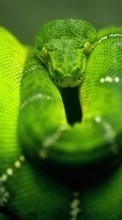 Descargar la imagen 240x320 Animales,Serpientes para celular gratis.