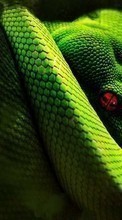 Descargar la imagen 320x480 Animales,Serpientes para celular gratis.