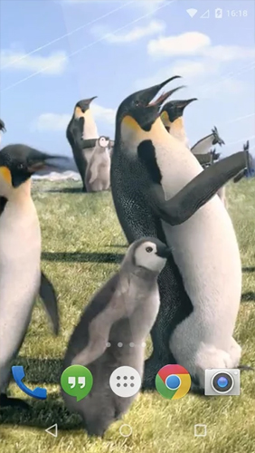 Descargar los fondos de pantalla animados Pingüino ártico  para teléfonos y tabletas Android gratis.