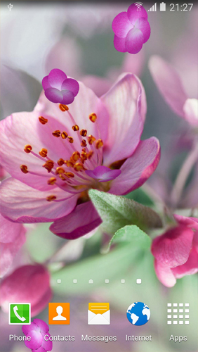 Flor del cerezo   - descargar los fondos de pantalla animados Flores gratis para el teléfono Android.