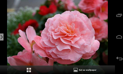 Descargar los fondos de pantalla animados Maravillosas flores  para teléfonos y tabletas Android gratis.