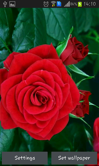 Rosa roja que florece - descargar los fondos de pantalla animados gratis para el teléfono Android 4.0.3.