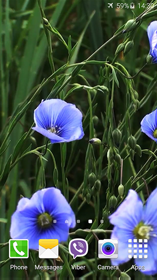Flores azules   - descargar los fondos de pantalla animados gratis para el teléfono Android 4.0.4.