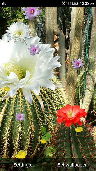 Descargar los fondos de pantalla animados Flores del cactus  para teléfonos y tabletas Android gratis.