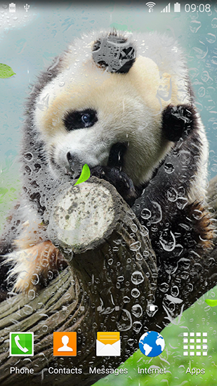 Panda simpática  - descargar los fondos de pantalla animados gratis para el teléfono Android 8.0.