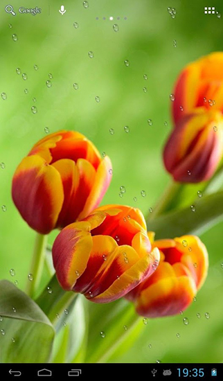 Descargar los fondos de pantalla animados Gotas en los tulipanes para teléfonos y tabletas Android gratis.