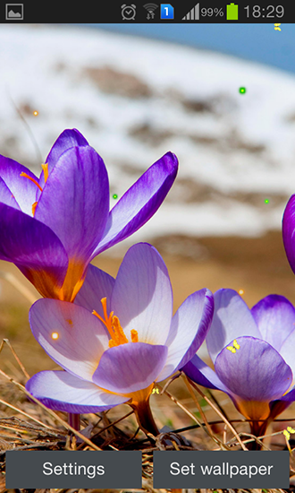 Primavera temprana: Naturaleza  - descargar los fondos de pantalla animados Flores gratis para el teléfono Android.