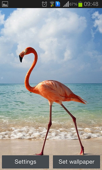 Flamingo - descargar los fondos de pantalla animados Animales gratis para el teléfono Android.