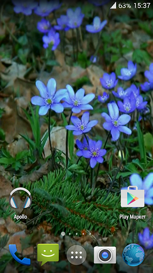 Flores del bosque  - descargar los fondos de pantalla animados gratis para el teléfono Android 2.3.4.