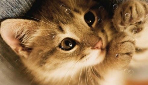 Gato perezoso - descargar los fondos de pantalla animados Animales gratis para el teléfono Android.