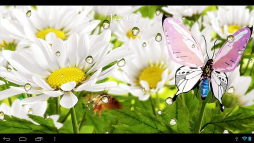 Descargar los fondos de pantalla animados Mi flor  para teléfonos y tabletas Android gratis.