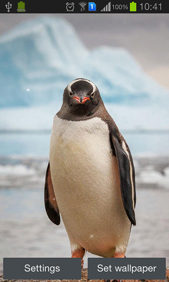 Pingüino - descargar los fondos de pantalla animados Animales gratis para el teléfono Android.