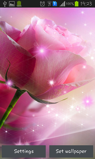 Rosas rosadas  - descargar los fondos de pantalla animados gratis para el teléfono Android 4.4.4.