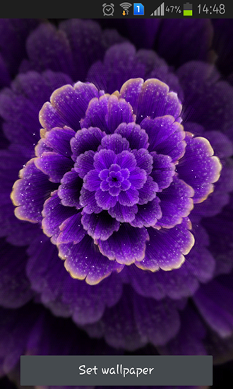 Flor púrpura - descargar los fondos de pantalla animados Flores gratis para el teléfono Android.