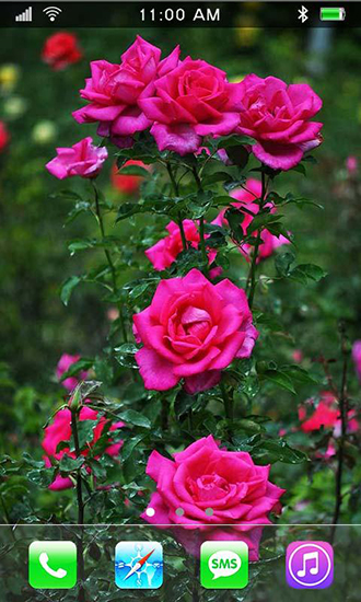 Rosas: Jardín del paraíso - descargar los fondos de pantalla animados Flores gratis para el teléfono Android.