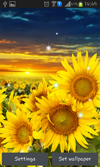 Girasol - descargar los fondos de pantalla animados Flores gratis para el teléfono Android.
